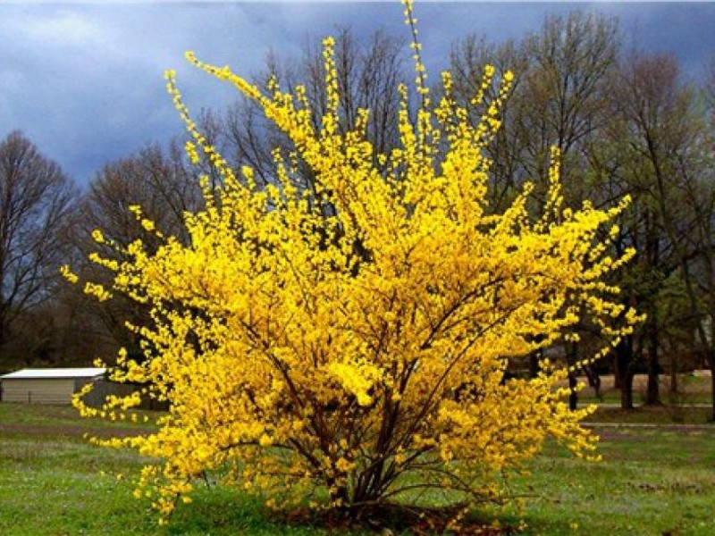 Forsythia jajasta Sorte forzicije