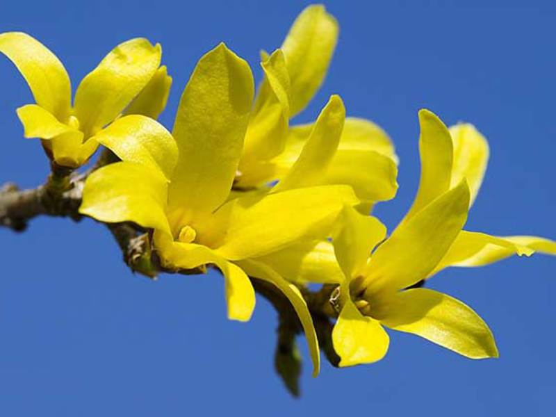 Višegodišnje biljke za kamenjare Biljka Forsythia