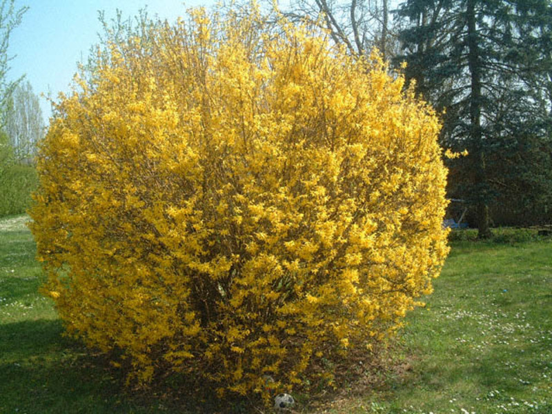 Forsythia u vrtu Vrtna biljka forzicija