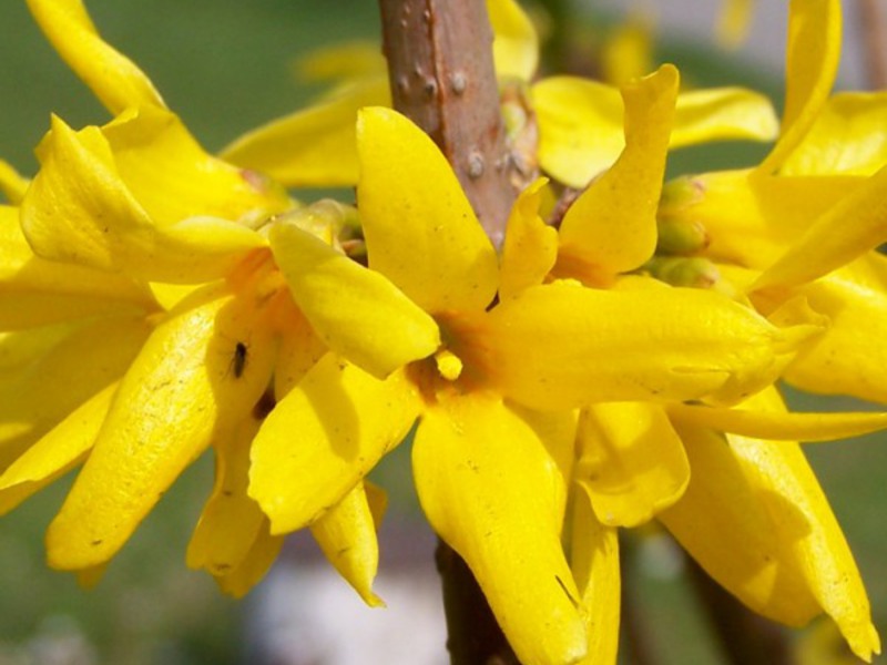 Forsythia je Europljanka. Vrste forzicije