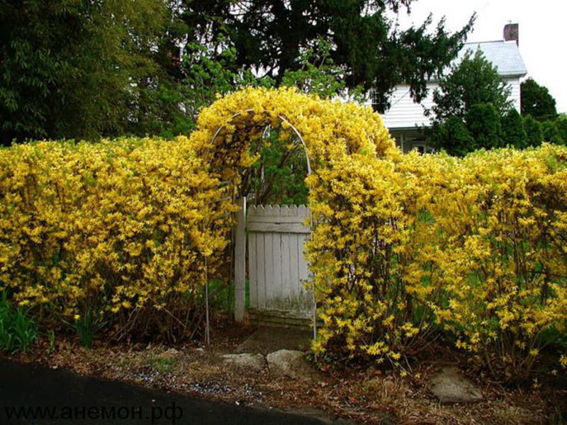 Forsythia cvjetovi. Forsythia raste