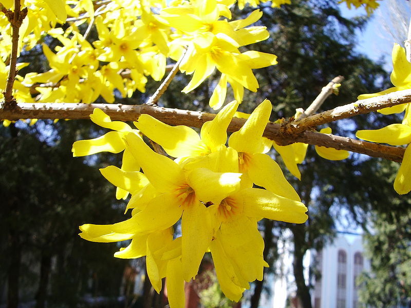 Forsythia u vrtu Vrtna biljka forzicija