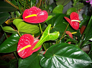 Postupak presađivanja cvijeta Anthurium