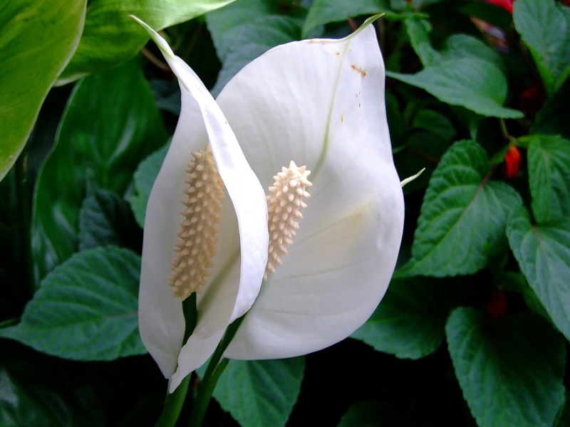 Značajke cvijeta spathiphyllum Razdoblje cvatnje cvijeta spathiphyllum