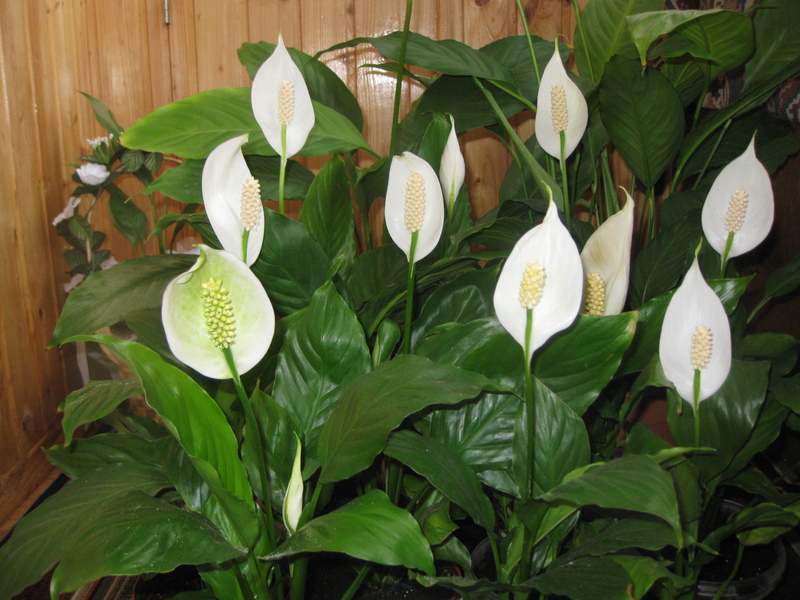 Kako saditi i uzgajati cvijet spathiphyllum Kako se brinuti za spathiphyllum