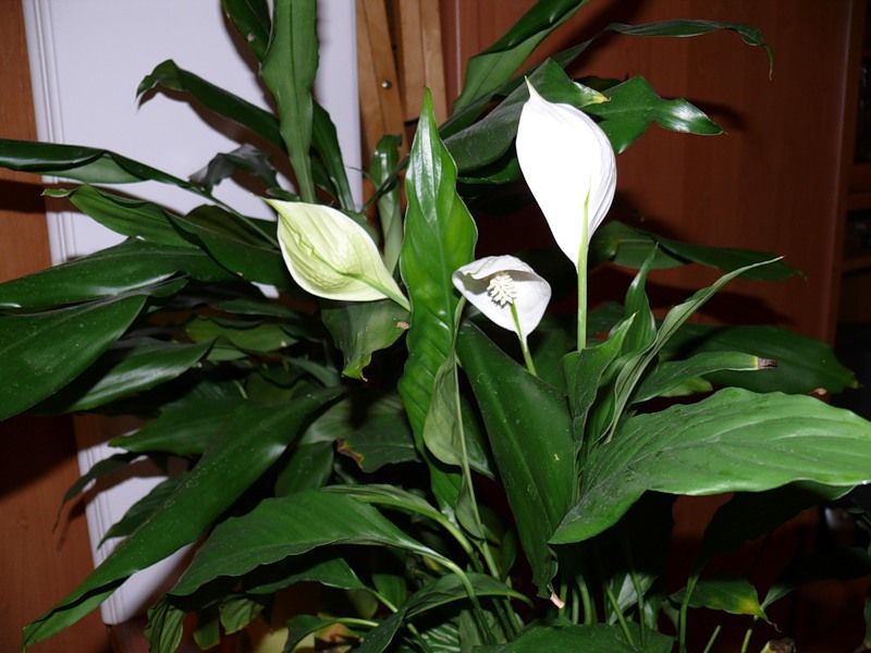 Razmnožavanje cvijeta spathiphyllum Značajke njege cvijeća