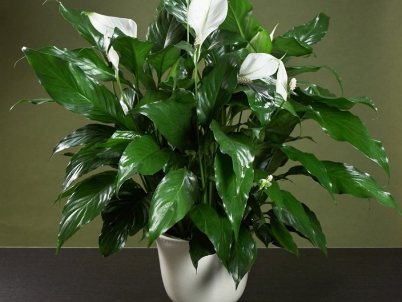 Cvjetovi spathiphyllum Opis cvijeta spathiphyllum
