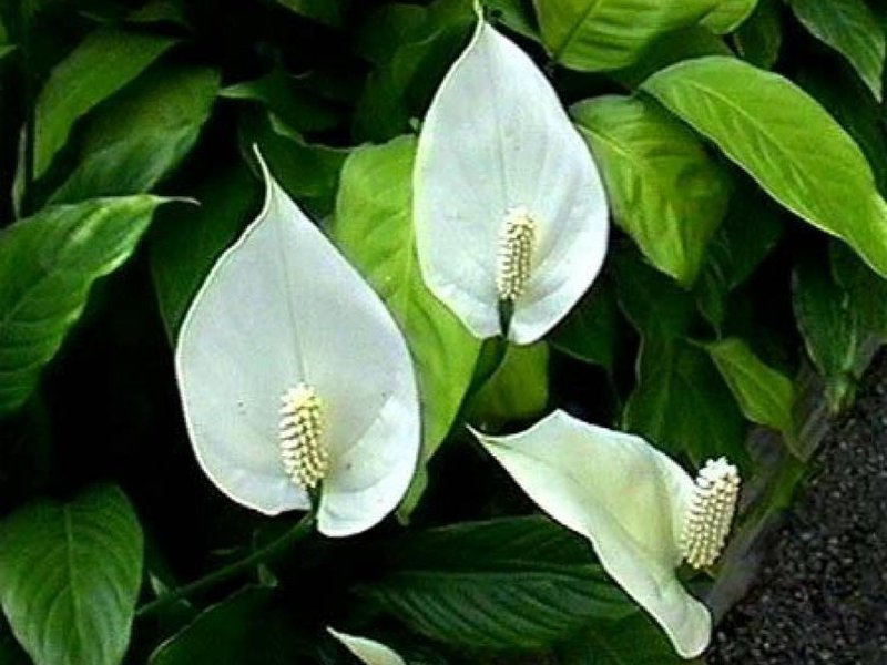 Cvijet također voli prskanje svaki dan. Ono što cvijet spathiphyllum voli