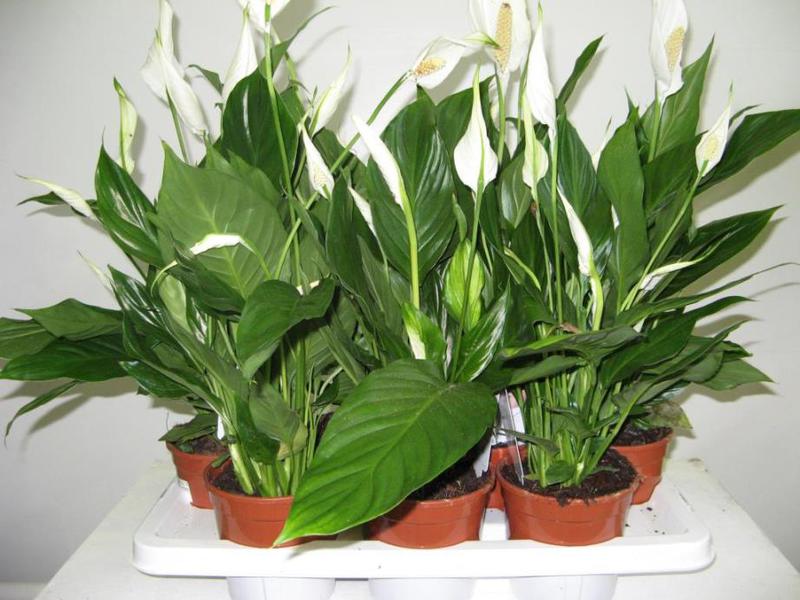 Kako se brinuti za cvijet spathiphyllum Pravila njege cvijeta Spathiphyllum