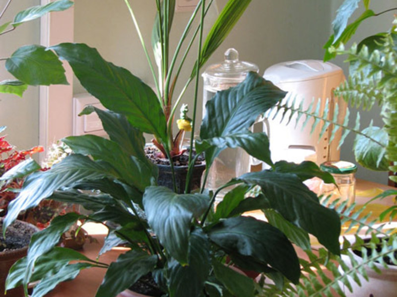 Cvijet obožava prskanje svaki dan Postupci prskanja cvijeta Spathiphyllum