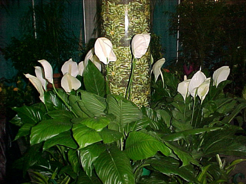Njega cvijeta Spathiphyllum Njega cvijeća ženska sreća