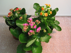 Kako pravilno podrezati Kalanchoe
