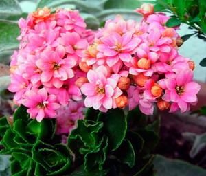 Cvjetajući Kalanchoe