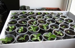 Eustoma u stakleniku