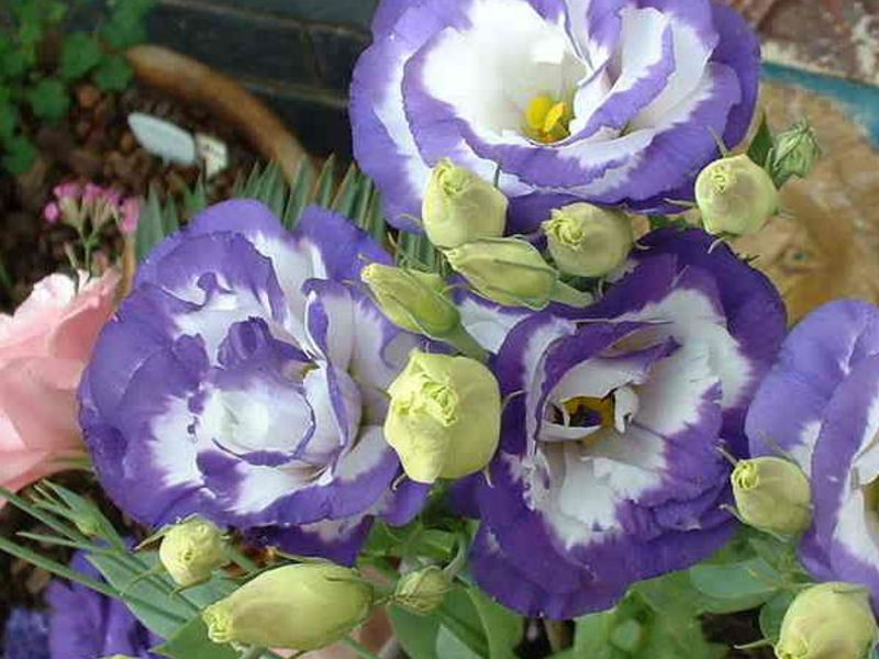 Eustoma zatvorena Eustoma kod kuće
