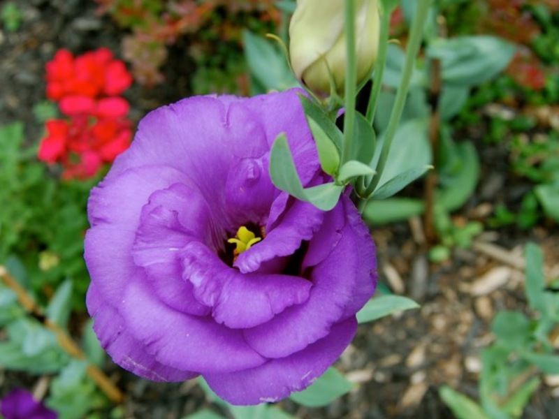Cvijet eustoma Cvatnja eustoma