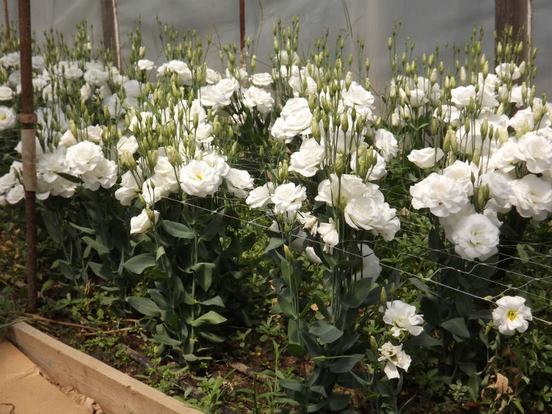 Kako raste eustoma Biljka eustoma