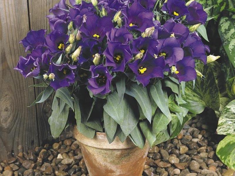 Eustoma kod kuće Metode uzgoja eustome