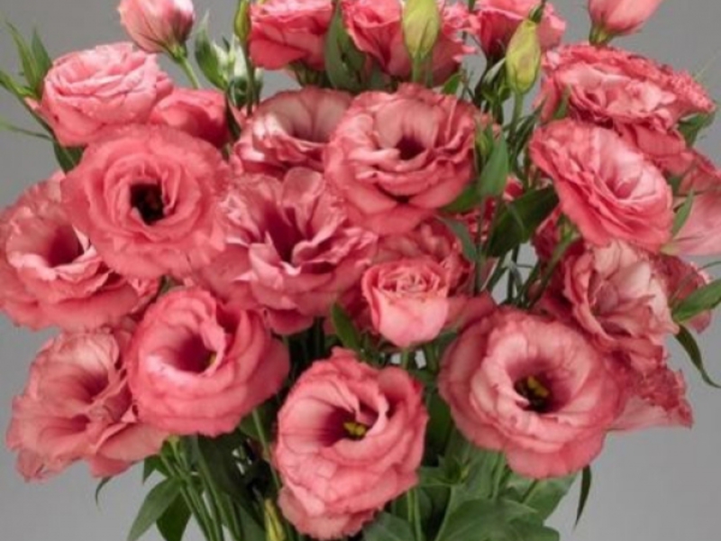 Eustoma zatvorena Kako uzgajati eustom kod kuće