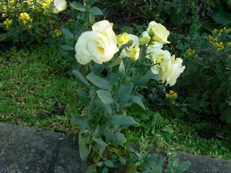 Cvatnja eustoma Razdoblje cvatnje eustome
