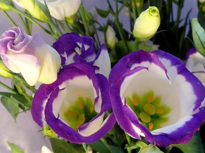 Buket Eustoma Prekrasan cvat eustome