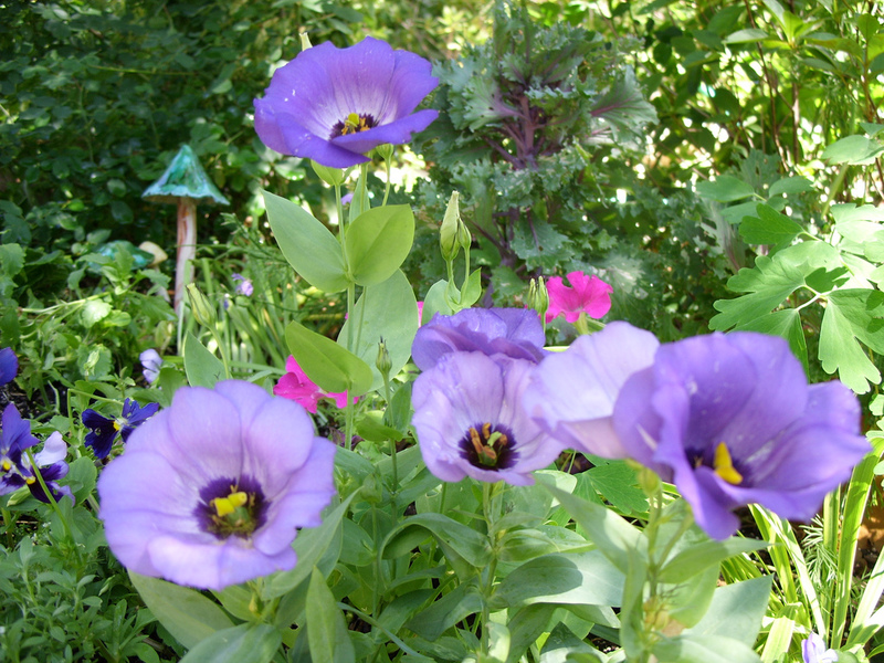 Uzgoj sadnica eustome Kakav cvijet eustoma
