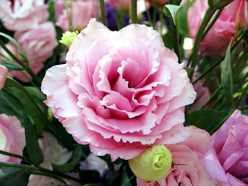 Uzgoj eustoma iz sjemena Kako raste eustoma