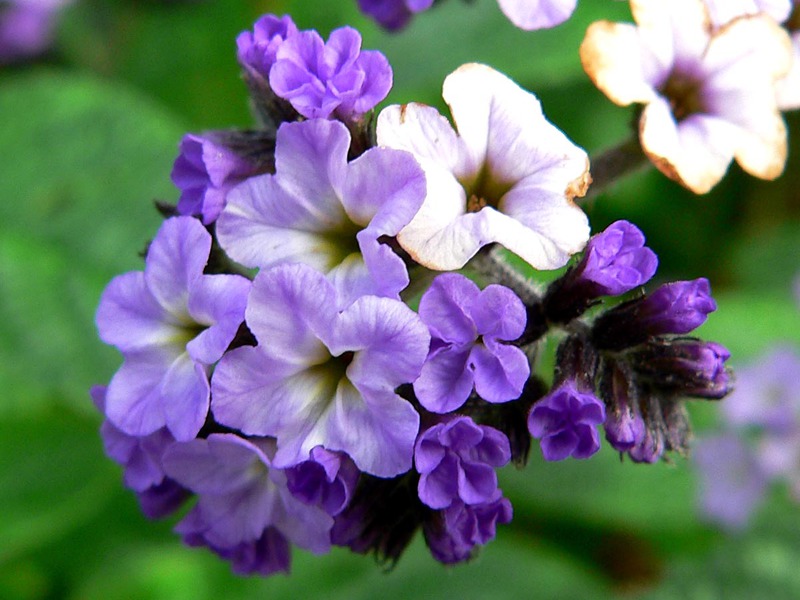 Opis cvijeta heliotropa Europski heliotrop