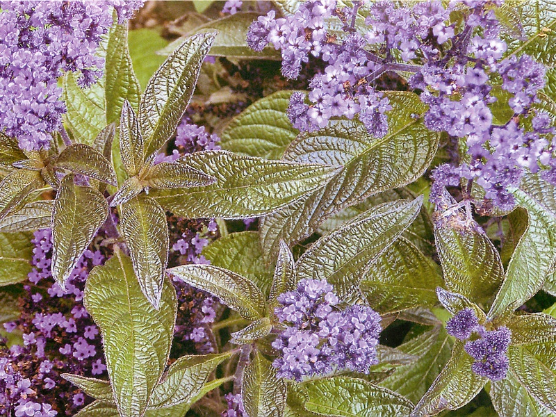 Heliotrop peruanski. Heliotrop je dobar i za miris i za boju