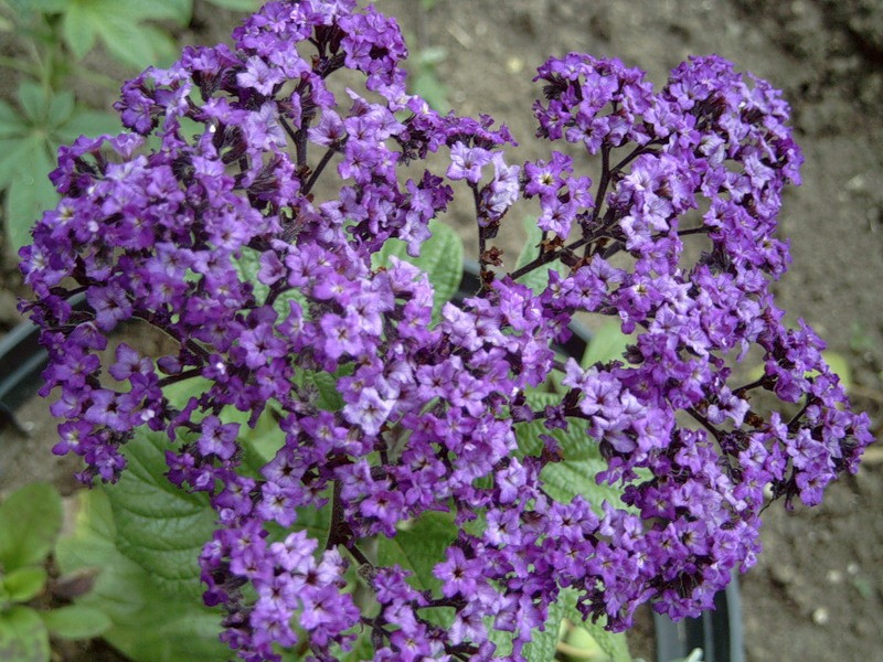 Cvjetni cvijet heliotropa Kakve uvjete voli cvijet heliotrop?