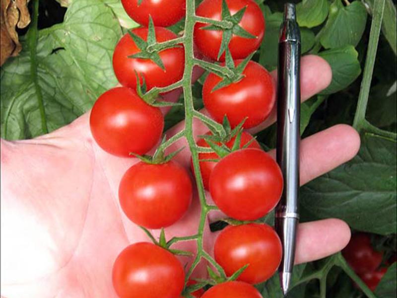 Cherry rajčice Cherry rajčice