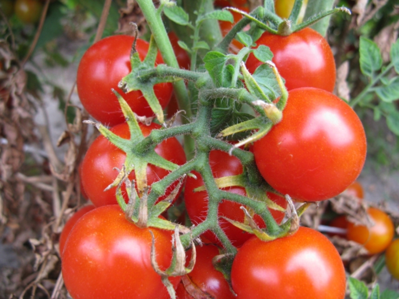Kako uzgajati cherry rajčice Veličine cherry rajčice