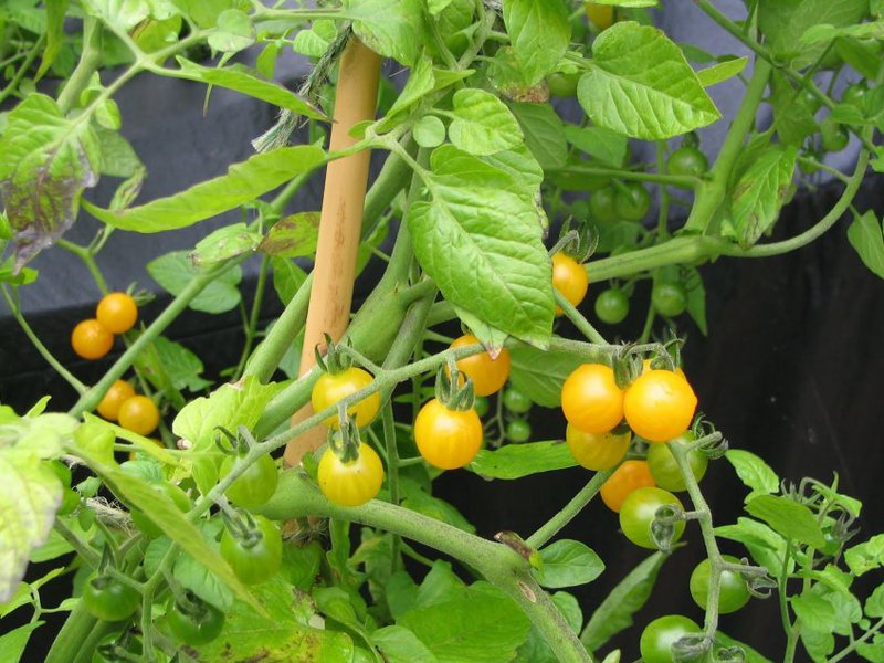 Kako raste cherry rajčica? Kako raste cherry rajčica?