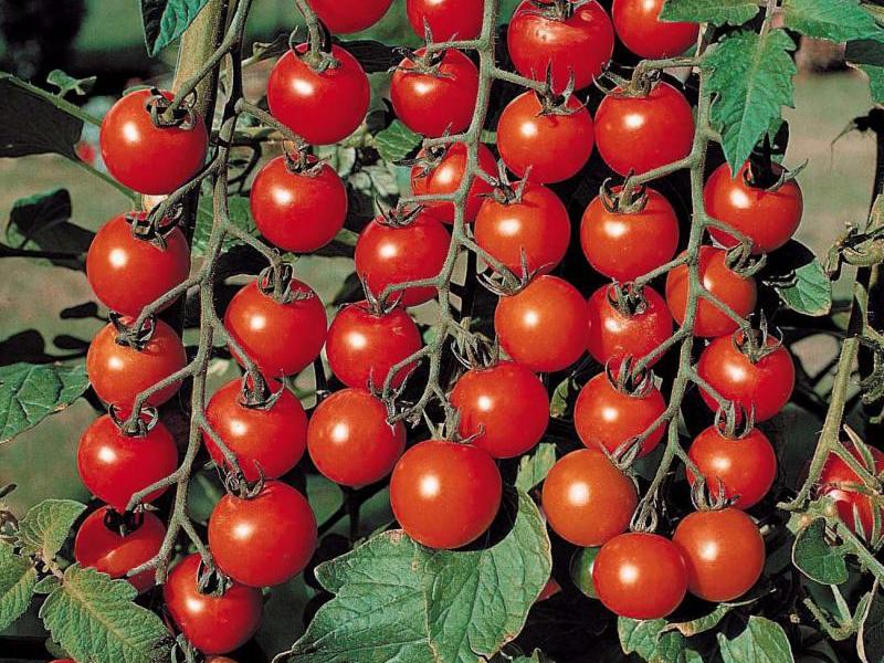 Najbolje sorte rajčice Sorta cherry rajčice