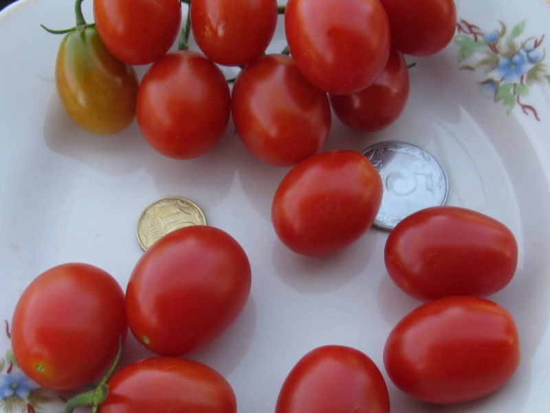 Koje su veličine rajčice cherry Najbolje sorte rajčice