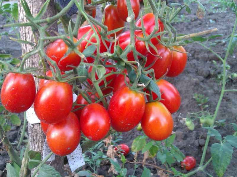 Značajke uzgoja cherry rajčica Kako uzgajati cherry rajčicu
