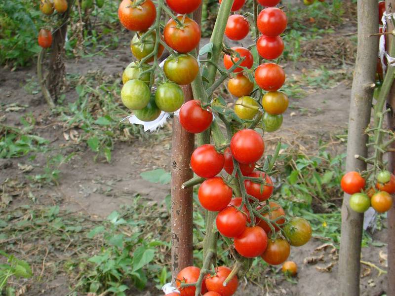 Cherry rajčice na grmlju Značajke uzgoja rajčice