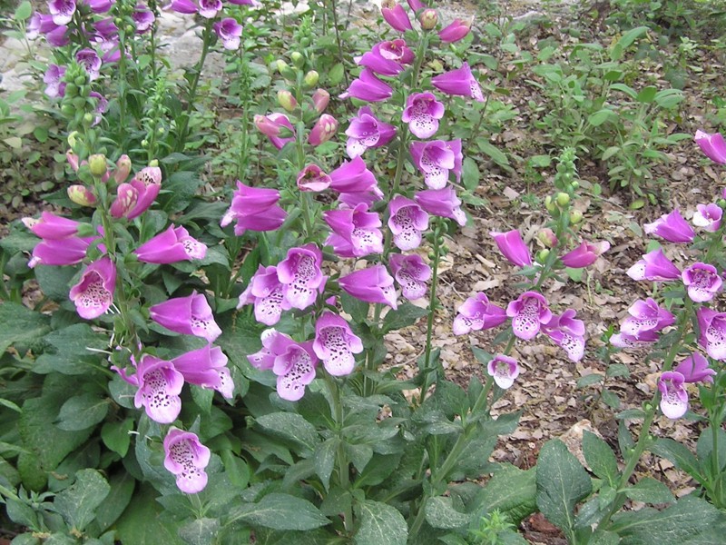 Soapyanka ili Saponaria Uobičajena sapunica