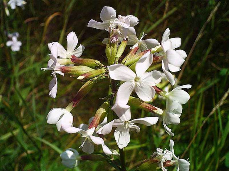 Uobičajena sapunica može rasti i u šumi i u zemlji. Kako se brinuti za cvijet sapuna