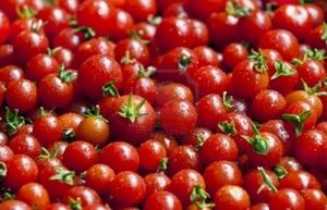 Sorte cherry rajčice