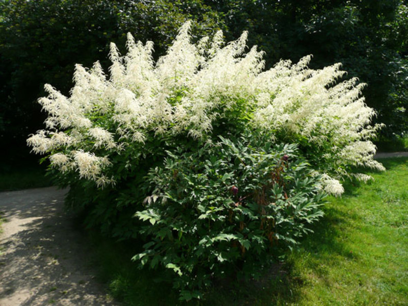 Biljka Volzhanka Blooming Volzhanka