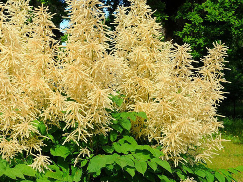 Blooming Volzhanka Uzgajanje Volzhanke.