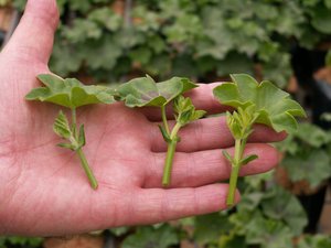 Kako pravilno rezati pelargonije