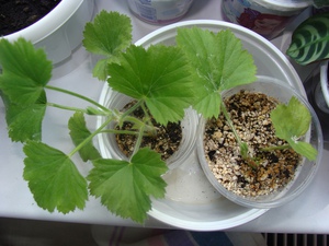 Kako presaditi pelargoniju