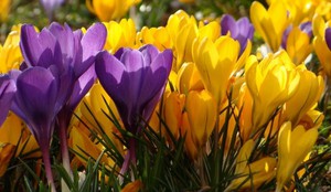 Crocus bolesti