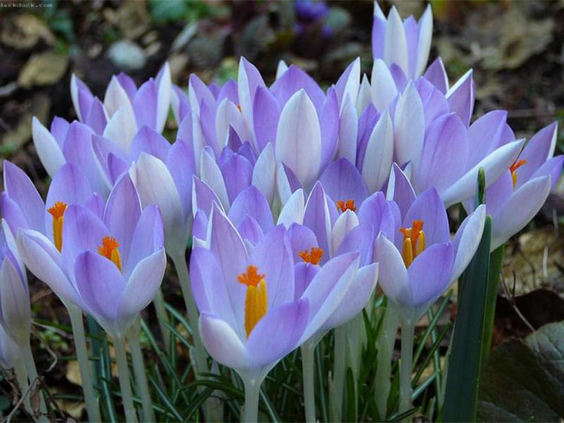 Vanjski jaglac Crocus Transplantacija krokusa