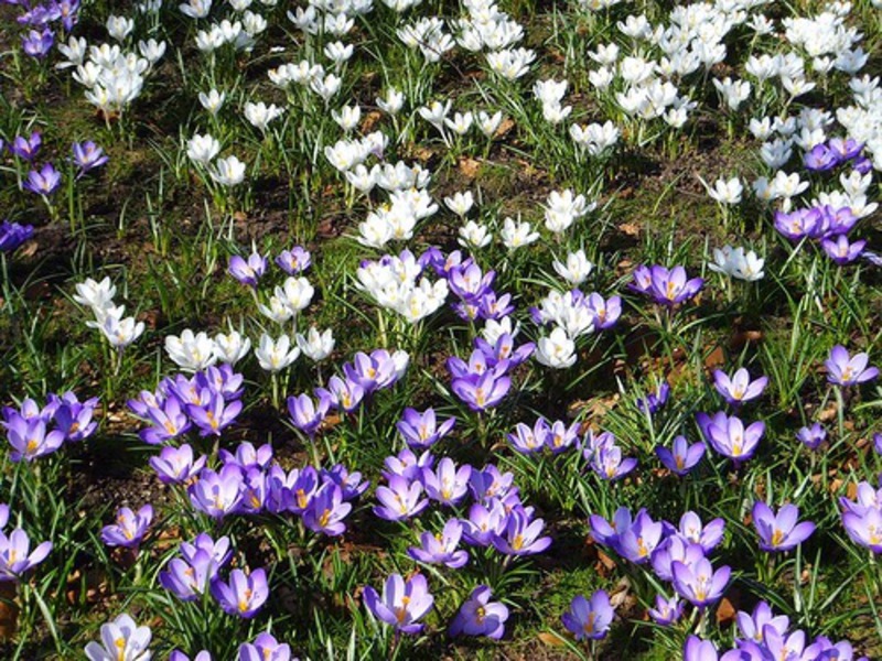 Kako raste krokus Cvjetni krokusi