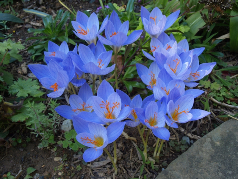 Prekrasno cvijeće crocuses Kako uzgajati krokuse