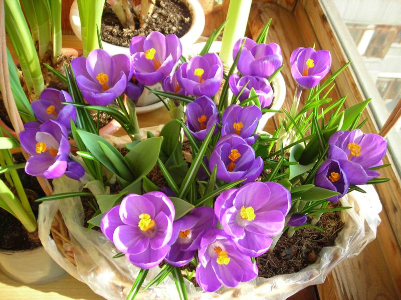 Crocus od jaglaca Krokusi - kako se brinuti