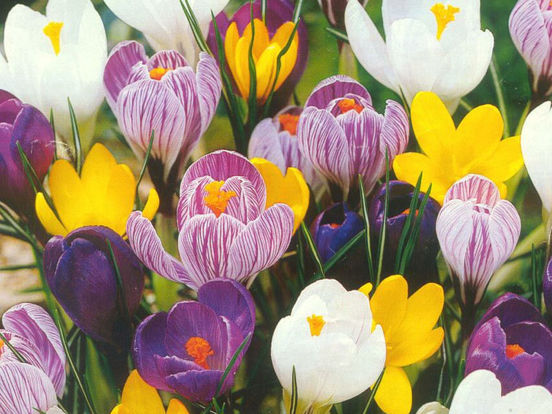 Vanjski jaglac Crocus Proljetno cvijeće crocuses